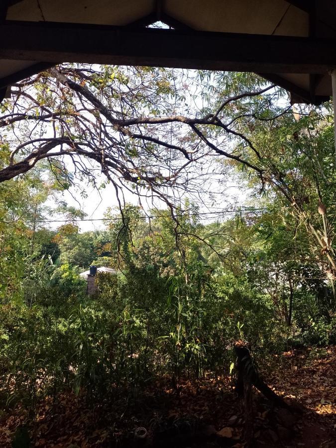 Kon Tree Shade Daire Dambulla Dış mekan fotoğraf